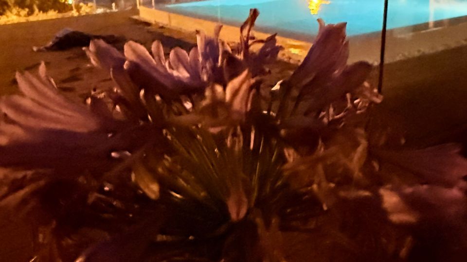 Nächtliche Terrasse mit einem beleuchteten Infinity-Pool hinter einer Glasbrüstung; im Hintergrund sind die Lichter einer Stadt und einer Brücke am Wasser zu sehen. Im Vordergrund befindet sich eine unscharfe, große Blüte als Nahaufnahme.