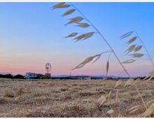 Outside Field with Mill.jpg